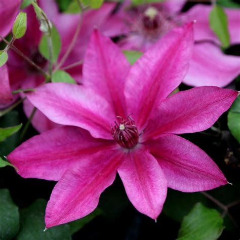 altezza clematis tudor|Clematis Darcy ('Evipo106') (Tudor Patio Series)/RHS Gardening.